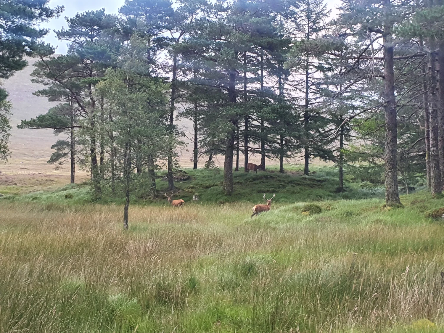 Red deer stags grazing among Scots pines on the moor beside Tigh na Coille