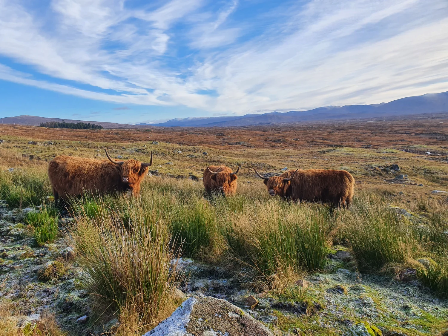 Highland cattle grazing in rough grass beside the Black Corries track, with snow-dusted hills on the horizon