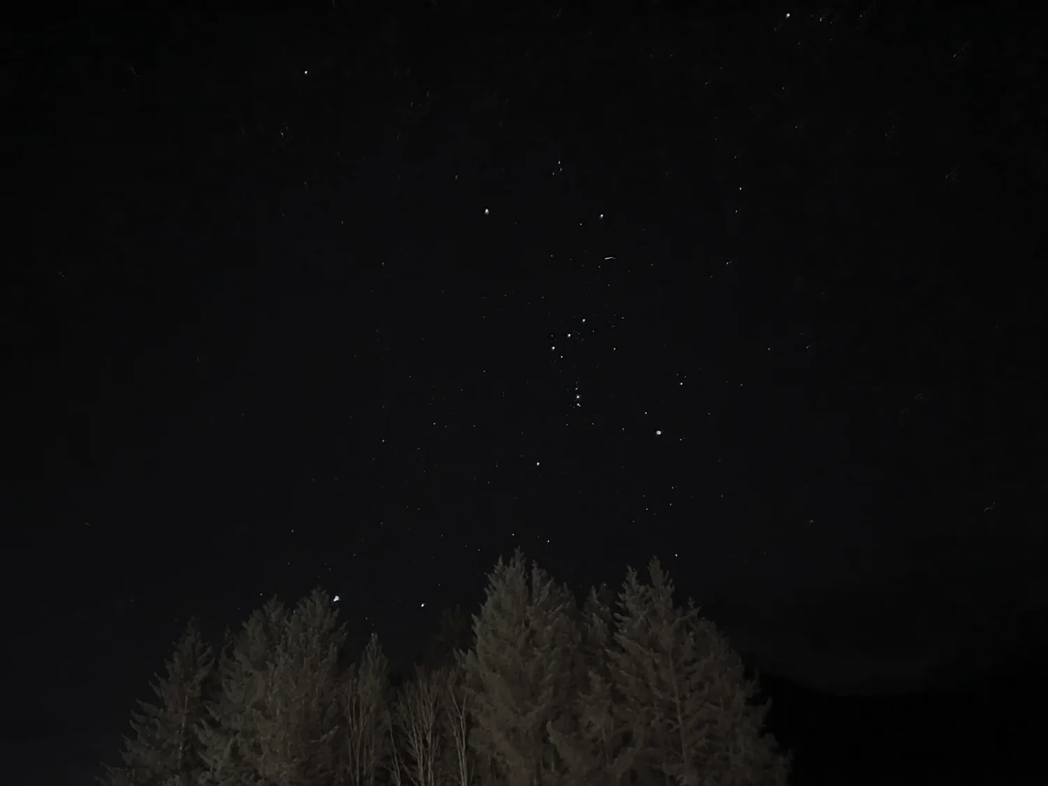 The constellation Orion bright in Glencoe's dark night sky above a silhouette of pine trees