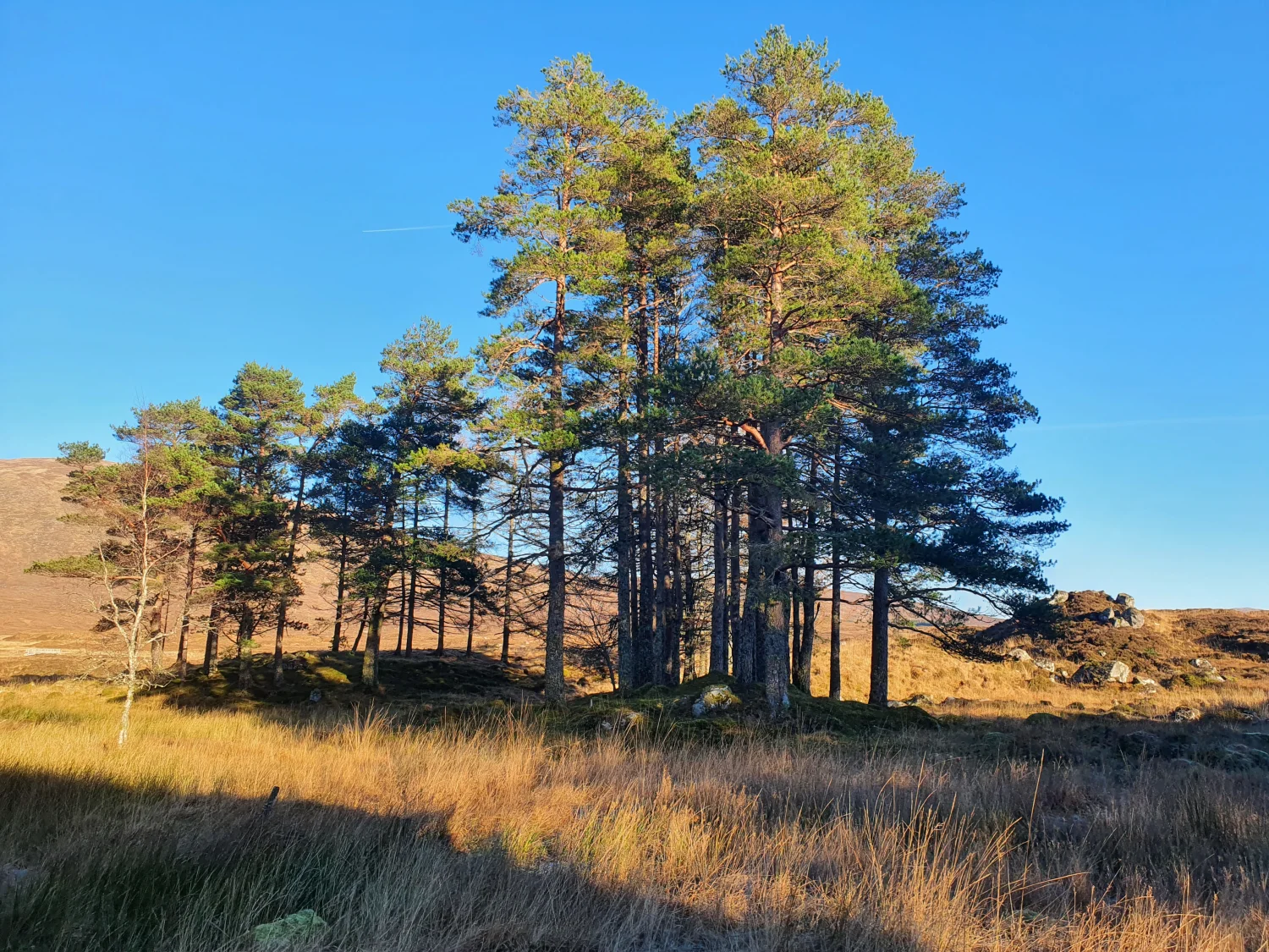 A stand of Scots pines catching golden light on the moor beside Tigh na Coille